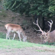 Deers in the area of Berchtesgaden